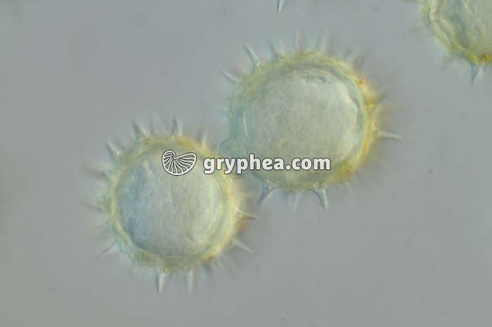 Pollen Tournesol x300 - gryphea.org